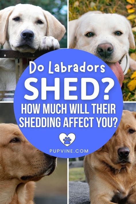 best shedding for labradors.